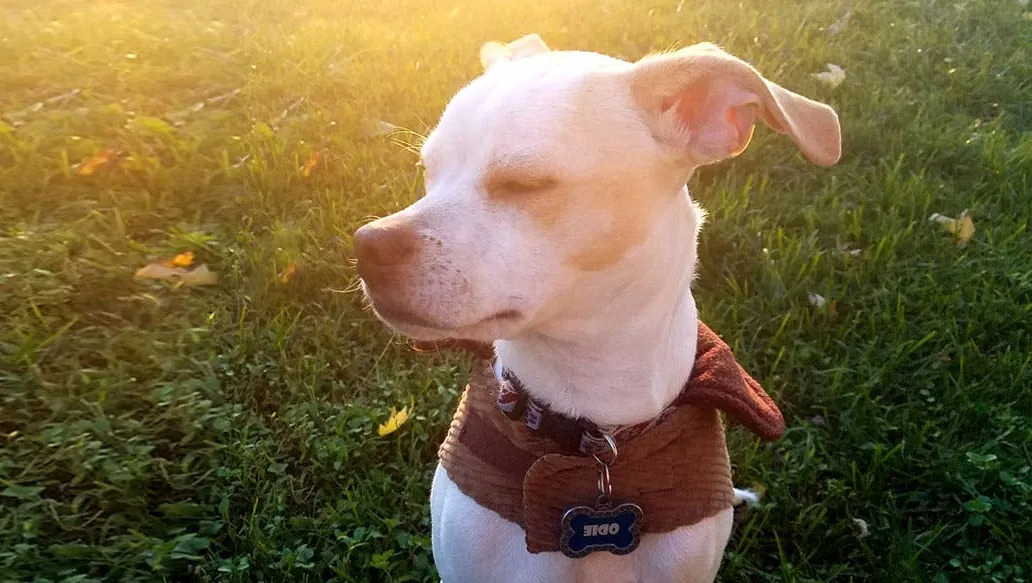 Boglen Terrier